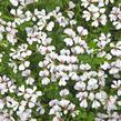 Muškát, pelargonie převislá jednoduchá 'Ville de Paris White' - Pelargonium peltatum 'Ville de Paris White'