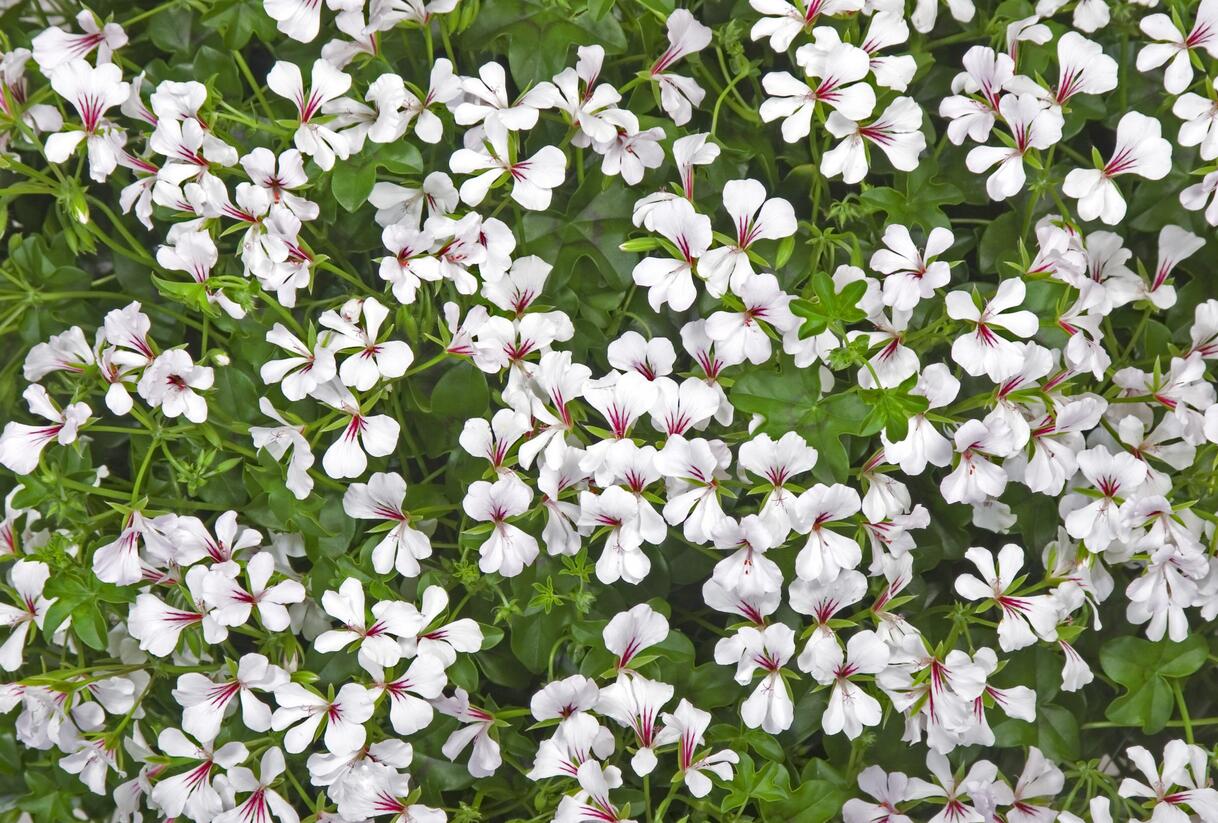 Muškát, pelargonie převislá jednoduchá 'Ville de Paris White' - Pelargonium peltatum 'Ville de Paris White'