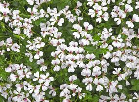 Muškát, pelargonie převislá jednoduchá 'Ville de Paris White' - Pelargonium peltatum 'Ville de Paris White'