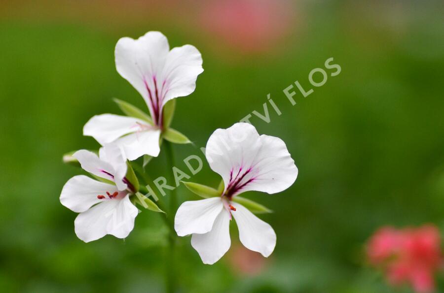Muškát, pelargonie převislá jednoduchá 'Ville de Paris White' - Pelargonium peltatum 'Ville de Paris White'