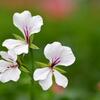 pelargonie Ville de Paris White - Pelargonium peltatum Ville de Paris White