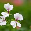 Muškát, pelargonie převislá jednoduchá 'Ville de Paris White' - Pelargonium peltatum 'Ville de Paris White'