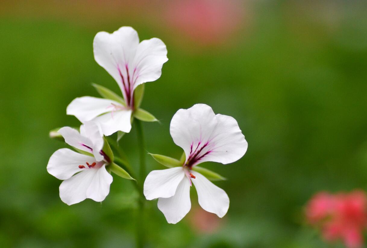 Muškát, pelargonie převislá jednoduchá 'Ville de Paris White' - Pelargonium peltatum 'Ville de Paris White'