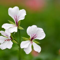 Muškát, pelargonie převislá jednoduchá 'Ville de Paris White' - Pelargonium peltatum 'Ville de Paris White'