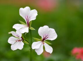 Muškát, pelargonie převislá jednoduchá 'Ville de Paris White' - Pelargonium peltatum 'Ville de Paris White'