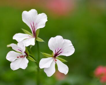 Muškát, pelargonie převislá jednoduchá 'Ville de Paris White'
