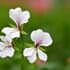 muskat-pelargonie-previsla-jednoducha-ville-de-paris-white.jpg