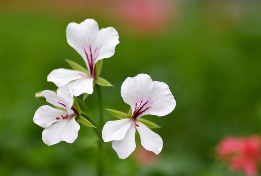 Muškát, pelargonie převislá jednoduchá 'Ville de Paris White' - Pelargonium peltatum 'Ville de Paris White'