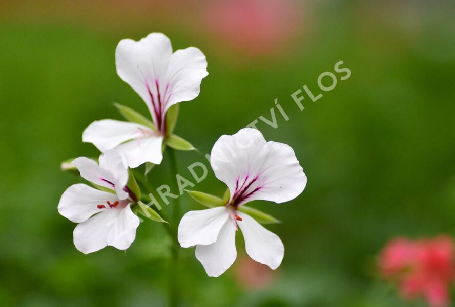 Muškát, pelargonie převislá jednoduchá 'Ville de Paris White' - Pelargonium peltatum 'Ville de Paris White'