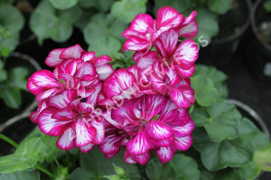 Muškát, pelargonie převislá plnokvětá 'Double Bicolor Magenta' - Pelargonium peltatum 'Double Bicolor Magenta'