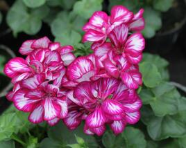 Muškát, pelargonie převislá plnokvětá 'Double Bicolor Magenta'