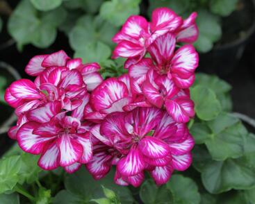 Muškát, pelargonie převislá plnokvětá 'Double Bicolor Magenta'