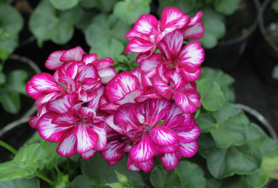 Muškát, pelargonie převislá plnokvětá 'Double Bicolor Magenta' - Pelargonium peltatum 'Double Bicolor Magenta'