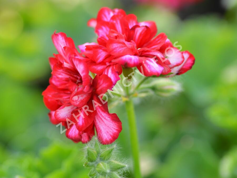 Muškát, pelargonie převislá plnokvětá 'Double Bicolor Dark Red' - Pelargonium peltatum 'Double Bicolor Dark Red'