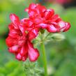 Muškát, pelargonie převislá plnokvětá 'Double Bicolor Dark Red' - Pelargonium peltatum 'Double Bicolor Dark Red'