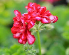 Muškát, pelargonie převislá plnokvětá 'Double Bicolor Dark Red'