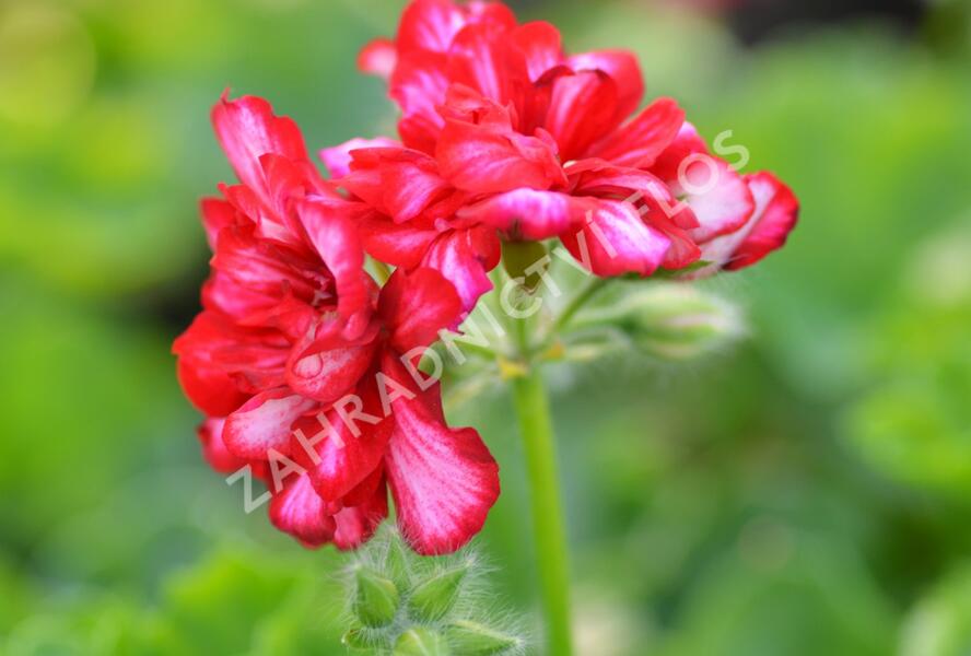 Muškát, pelargonie převislá plnokvětá 'Double Bicolor Dark Red' - Pelargonium peltatum 'Double Bicolor Dark Red'