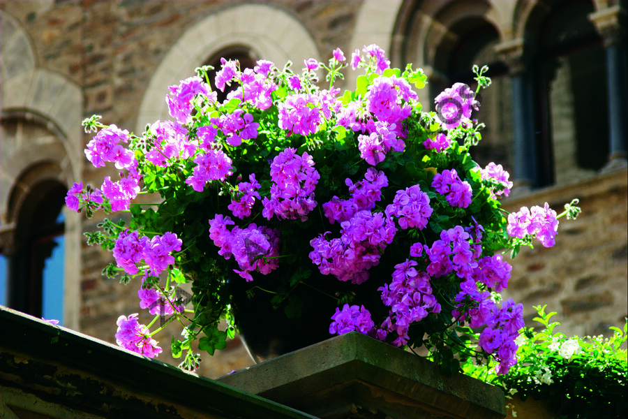 Muškát, pelargonie převislá plnokvětá 'Double Mauve' - Pelargonium peltatum 'Double Mauve'