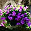 Muškát, pelargonie převislá plnokvětá 'Double Mauve' - Pelargonium peltatum 'Double Mauve'