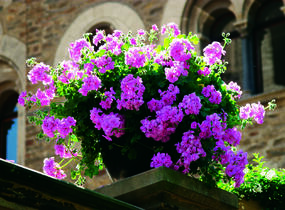 Muškát, pelargonie převislá plnokvětá 'Double Mauve' - Pelargonium peltatum 'Double Mauve'