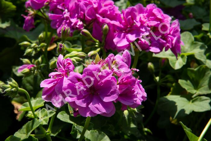 Muškát, pelargonie převislá plnokvětá 'Double Mauve' - Pelargonium peltatum 'Double Mauve'