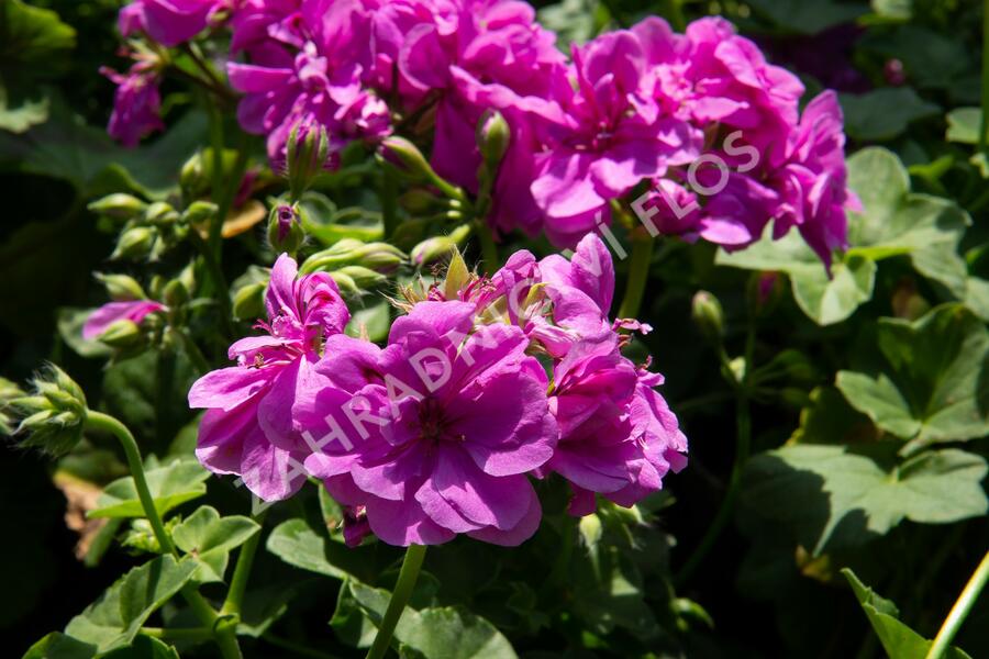Muškát, pelargonie převislá plnokvětá 'Double Mauve' - Pelargonium peltatum 'Double Mauve'