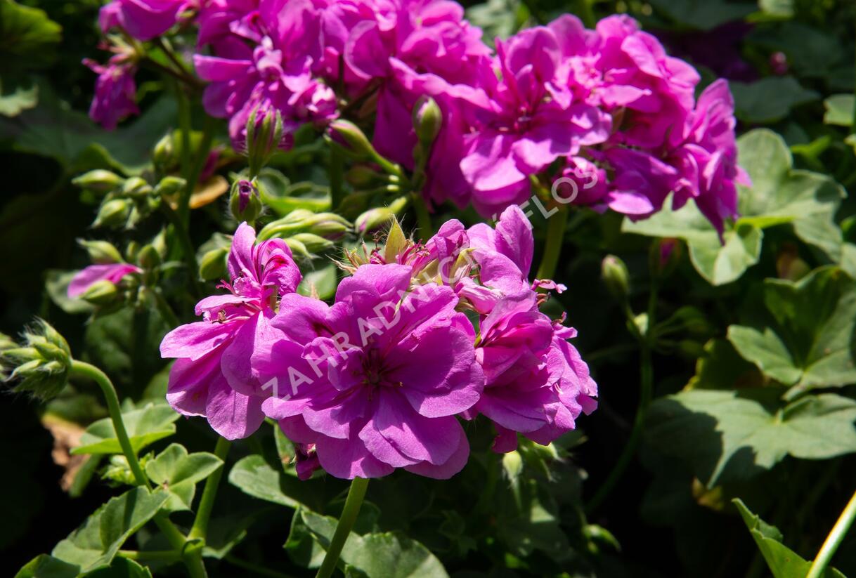 Muškát, pelargonie převislá plnokvětá 'Double Mauve' - Pelargonium peltatum 'Double Mauve'