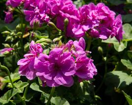 Muškát, pelargonie převislá plnokvětá 'Double Mauve'
