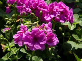 Muškát, pelargonie převislá plnokvětá 'Double Mauve' - Pelargonium peltatum 'Double Mauve'