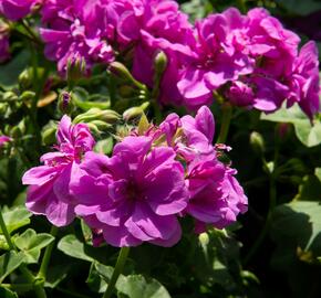 Muškát, pelargonie převislá plnokvětá 'Double Mauve' - Pelargonium peltatum 'Double Mauve'