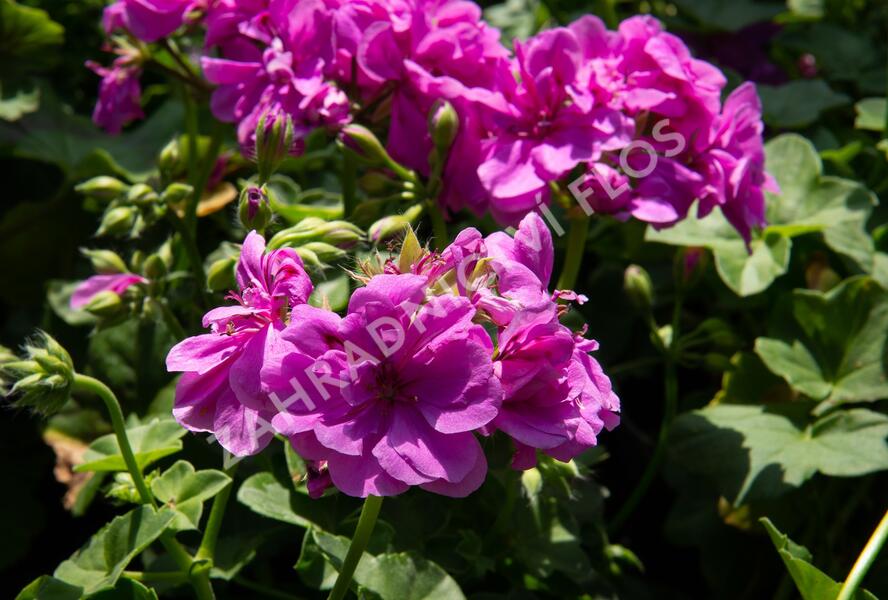 Muškát, pelargonie převislá plnokvětá 'Double Mauve' - Pelargonium peltatum 'Double Mauve'