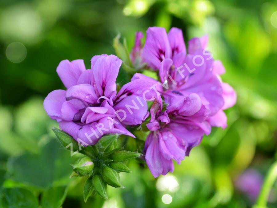 Muškát, pelargonie převislá plnokvětá 'Double Mauve' - Pelargonium peltatum 'Double Mauve'