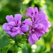 Muškát, pelargonie převislá plnokvětá 'Double Mauve' - Pelargonium peltatum 'Double Mauve'