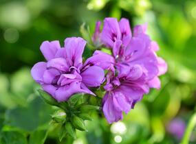 Muškát, pelargonie převislá plnokvětá 'Double Mauve' - Pelargonium peltatum 'Double Mauve'