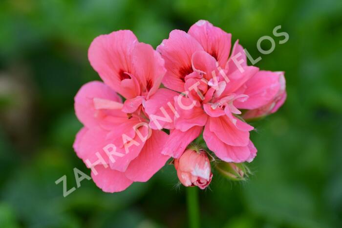 Muškát, pelargonie převislá plnokvětá 'Double Light Pink' - Pelargonium peltatum 'Double Light Pink'