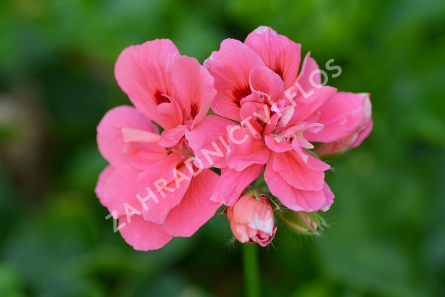 Muškát, pelargonie převislá plnokvětá 'Double Light Pink' - Pelargonium peltatum 'Double Light Pink'