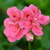 pelargonie Double Light Pink - Pelargonium peltatum Double Light Pink