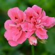 Muškát, pelargonie převislá plnokvětá 'Double Light Pink' - Pelargonium peltatum 'Double Light Pink'