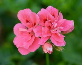 Muškát, pelargonie převislá plnokvětá 'Double Light Pink'