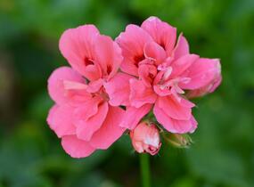 Muškát, pelargonie převislá plnokvětá 'Double Light Pink' - Pelargonium peltatum 'Double Light Pink'