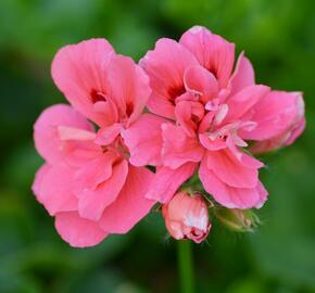 Muškát, pelargonie převislá plnokvětá 'Double Light Pink' - Pelargonium peltatum 'Double Light Pink'