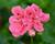 Muškát, pelargonie převislá plnokvětá 'Double Light Pink'