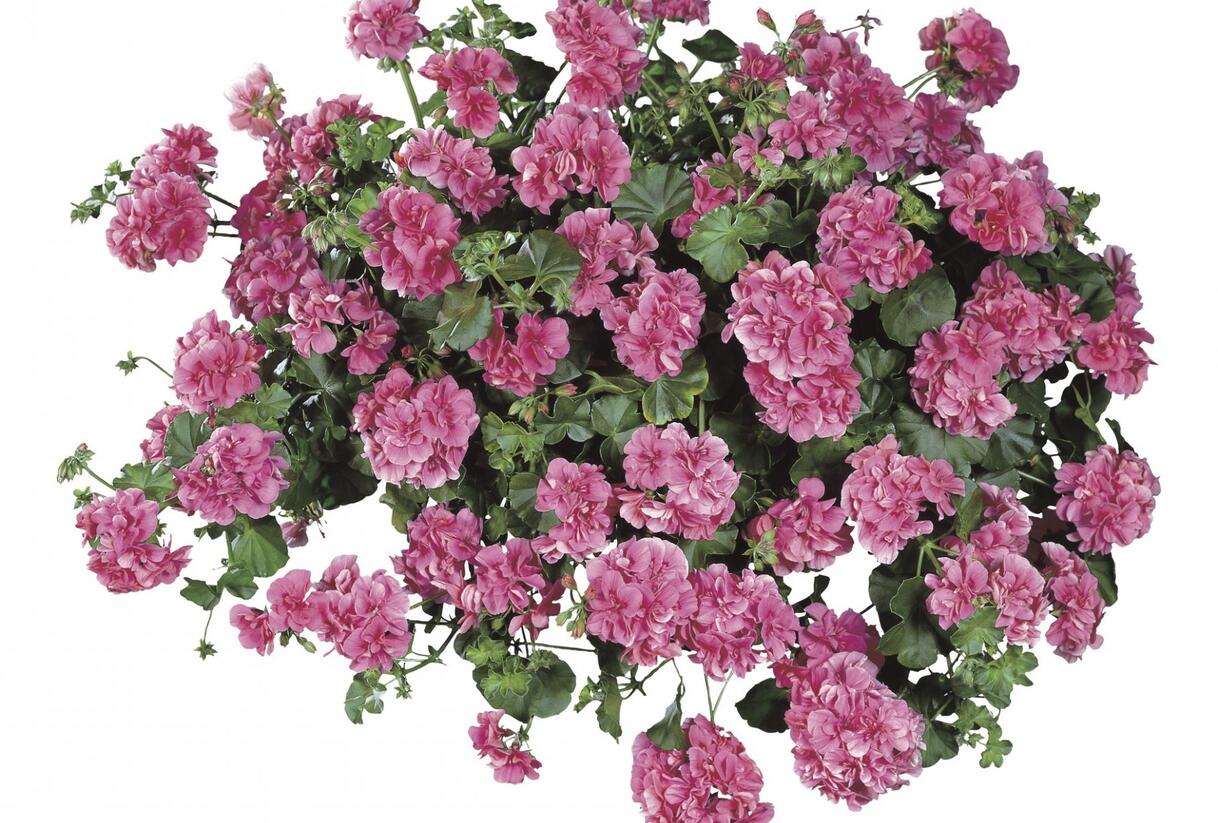 Muškát, pelargonie převislá plnokvětá 'Double Light Pink' - Pelargonium peltatum 'Double Light Pink'
