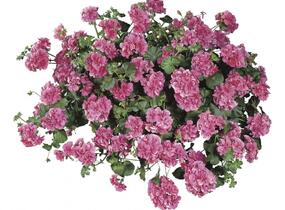 Muškát, pelargonie převislá plnokvětá 'Double Light Pink' - Pelargonium peltatum 'Double Light Pink'