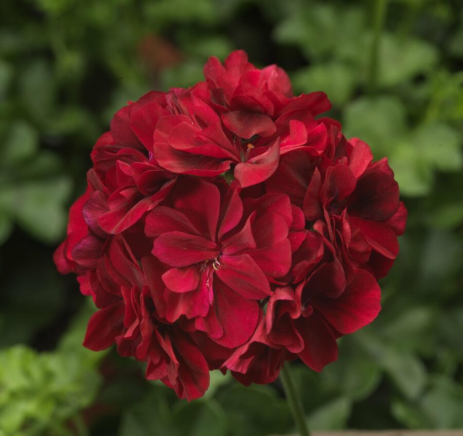 Muškát, pelargonie převislá plnokvětá 'Double Dark Red' - Pelargonium peltatum 'Double Dark Red'