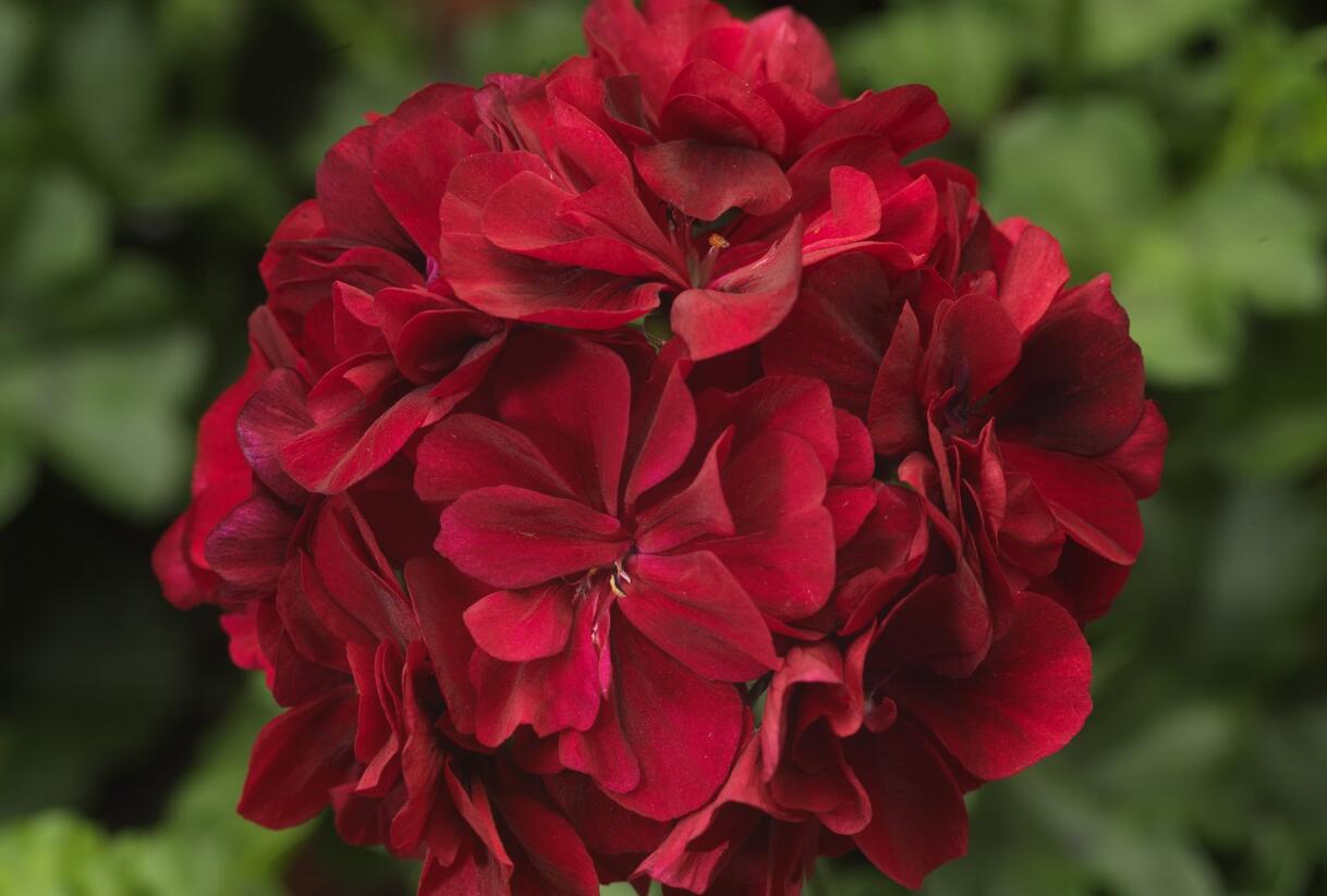 Muškát, pelargonie převislá plnokvětá 'Double Dark Red' - Pelargonium peltatum 'Double Dark Red'