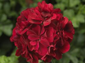 Muškát, pelargonie převislá plnokvětá 'Double Dark Red' - Pelargonium peltatum 'Double Dark Red'