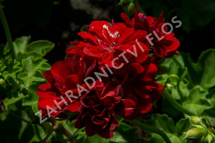 Muškát, pelargonie převislá plnokvětá 'Double Dark Red' - Pelargonium peltatum 'Double Dark Red'