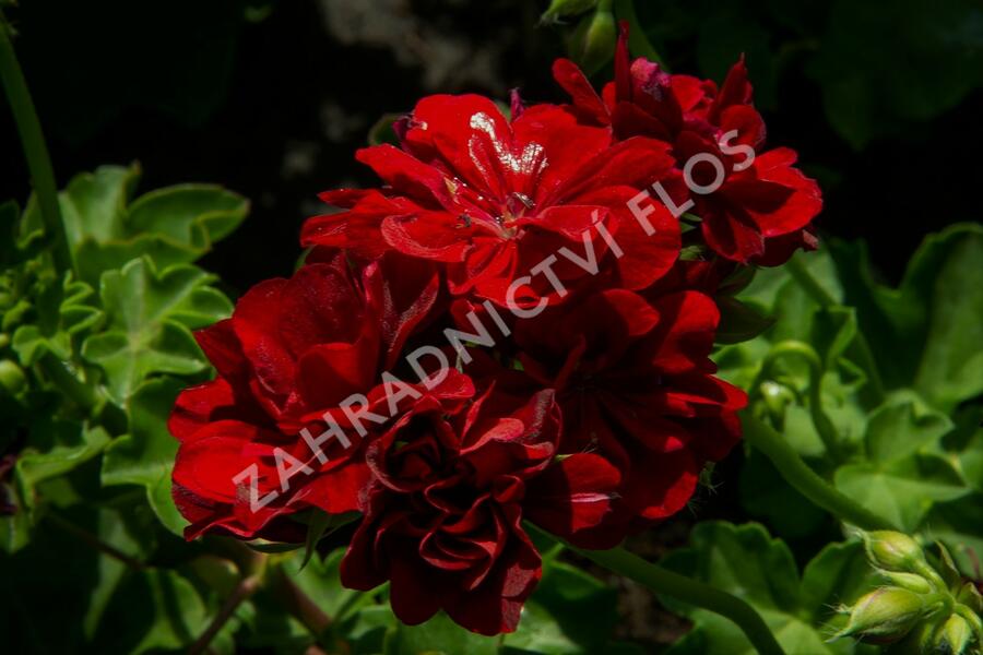 Muškát, pelargonie převislá plnokvětá 'Double Dark Red' - Pelargonium peltatum 'Double Dark Red'