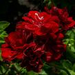Muškát, pelargonie převislá plnokvětá 'Double Dark Red' - Pelargonium peltatum 'Double Dark Red'